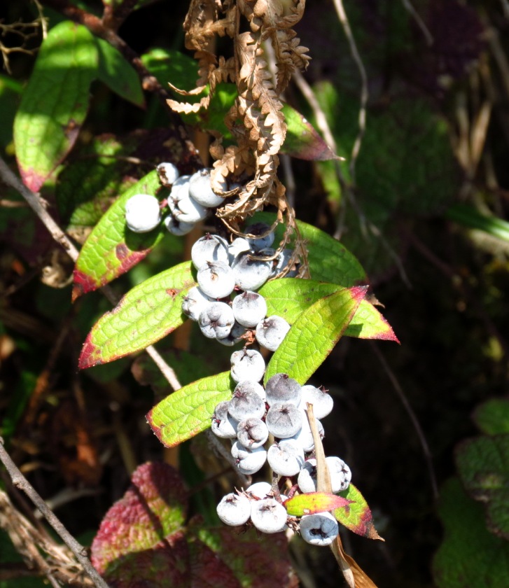 Gaultheria Semi Infera EFlora Of India